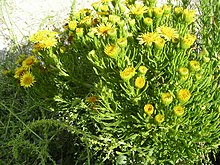 Inula crithmoides.jpg