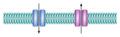 Ion channels.png