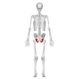 Ischialben i det mänskliga skelettet, sett från baksidan