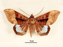 Ischyja manlia weiblich dorsal.jpg