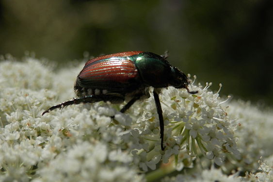 Japanese Beetle (Popillia japonica)