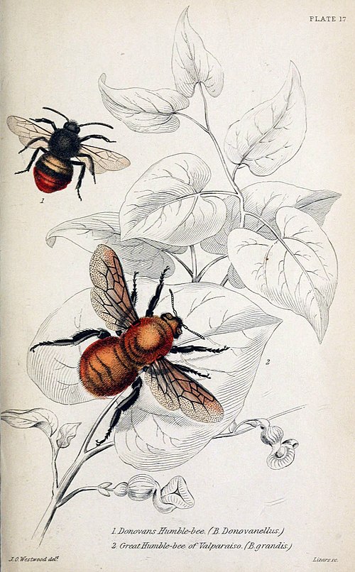 Jardine Naturalist's library Bees Plate 17.jpg