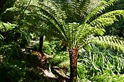 Palmvarens (Cycadales)