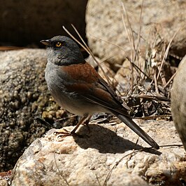 Geeloogjunco