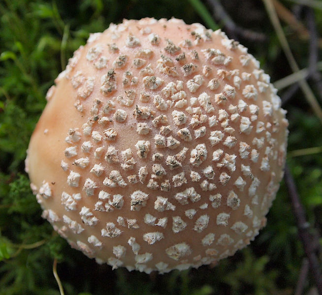 File:Jyväskylä - mushroom 9.jpg