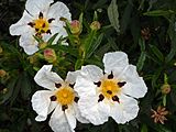 Cistus ladanifer in den Montes de Toledo