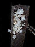 Miniatuur voor Bestand:Kadina-snails-spend-evening-on-the-fencepost-0681.jpg