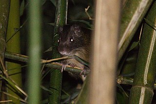 <span class="mw-page-title-main">Atlantic bamboo rat</span> Genus of mammals belonging to the spiny rat family of rodents