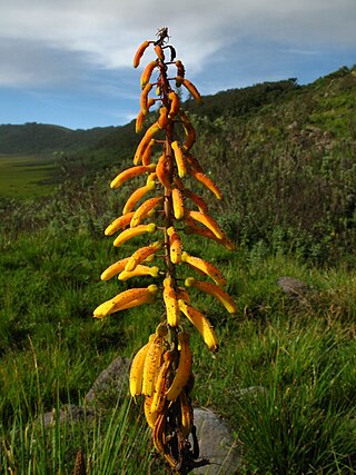 Fortune Salaire Mensuel de Kniphofia Thomsonii Combien gagne t il d argent ? 10 000,00 euros mensuels