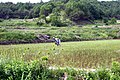 Korea-Andong-Gyepyeongri-Farmer in a field-01.jpg