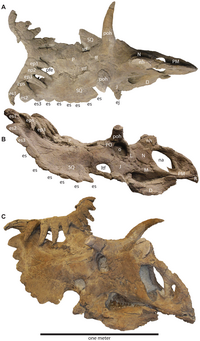 Kosmoceratops richardsoni