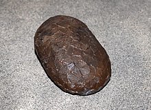 Cast of an assigned egg Kritosaurus egg (cast).JPG