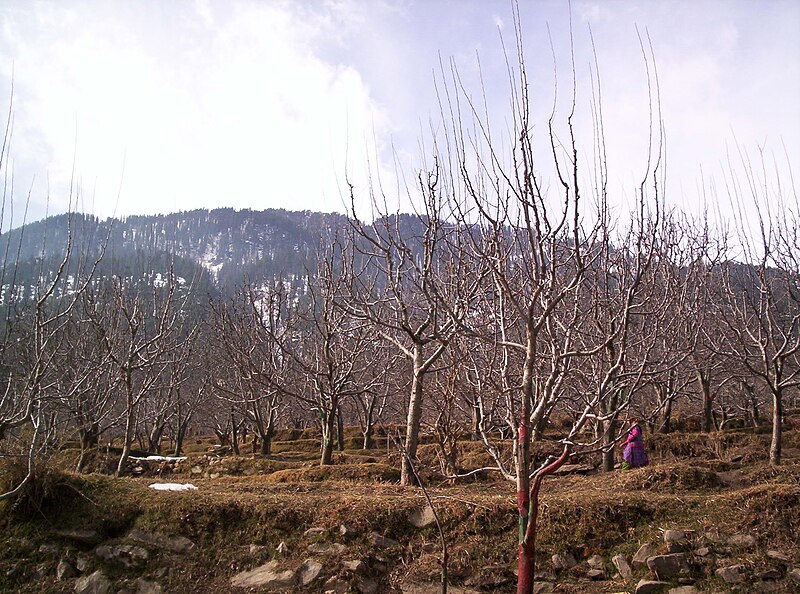 File:Kullu manali (137).JPG