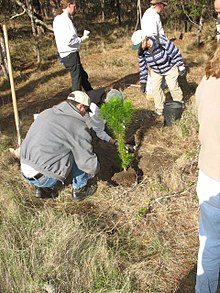 Reforestation in general is a common solution for groups to come together and find solutions for local and global issues. LMP 2008 Reforestation Effort.jpg