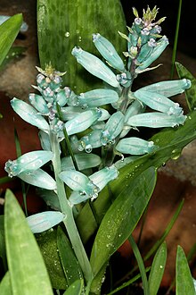 Lachenalia viridiflora 1DS-II 1-8707.jpg