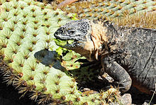 Les iguanes mangent notamment des feuilles de cactus.