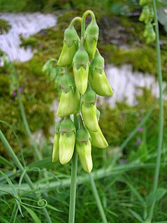 <i>Lathyrus linifolius</i> Species of plant