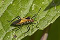 * Nomination Leaf-footed bug (Hypselonotus interruptus) --Charlesjsharp 10:57, 18 October 2023 (UTC) * Promotion  Support Good quality. --Poco a poco 15:51, 18 October 2023 (UTC)