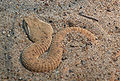 A coloración da serpe Eristicophis macmahonii similar á da area.