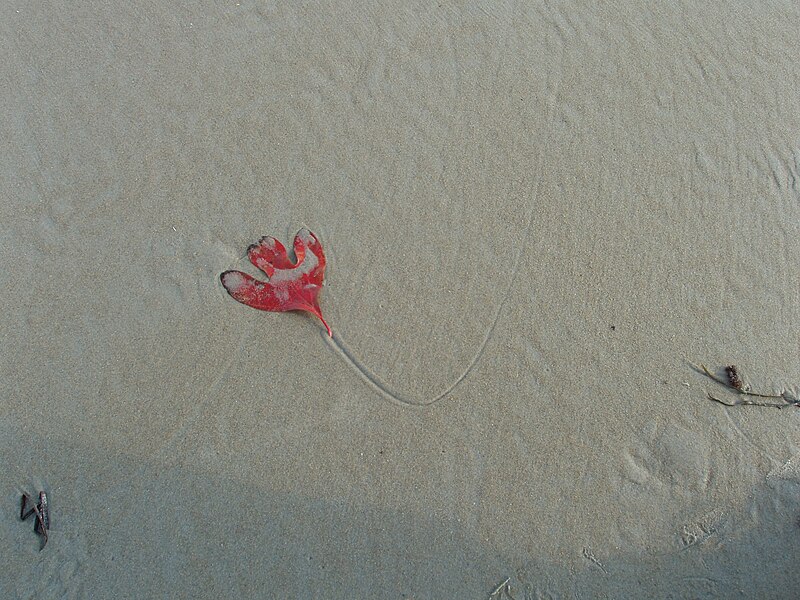 File:Leaf on beach ogunquit.JPG