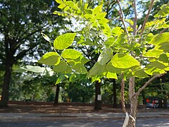 Leaves of a young Kentucky coffee tree in the late summer sunlight 2.jpg