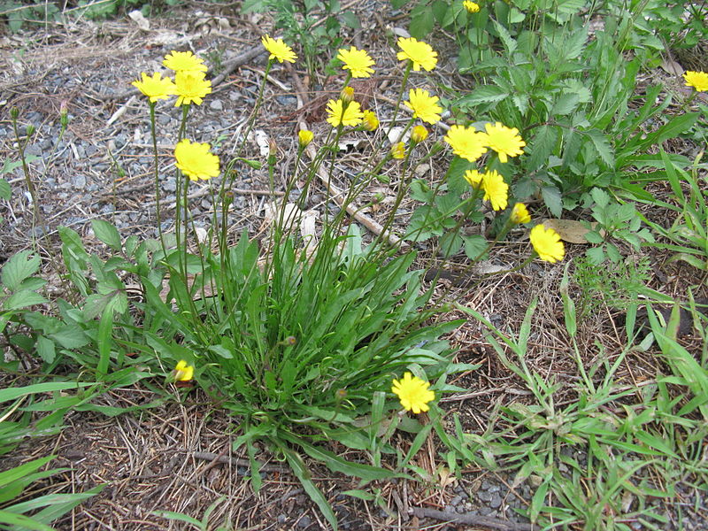 File:Leontodon saxatilis plant4 (14630696664).jpg