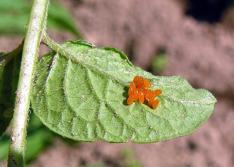 File:Leptinotarsa decemlineata eggs estonia 01.JPG