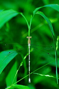 Lestes nodalis (ആൺതുമ്പി)