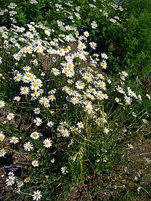 Fleur botanique