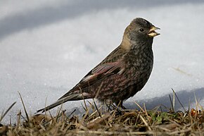 Popis tohoto obrázku, také komentován níže