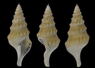 <i>Leucosyrinx luzonica</i> species of mollusc