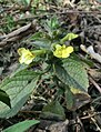 Lindenbergia grandiflora, Nepal