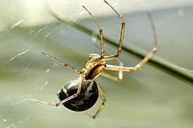 Linyphia triangularis