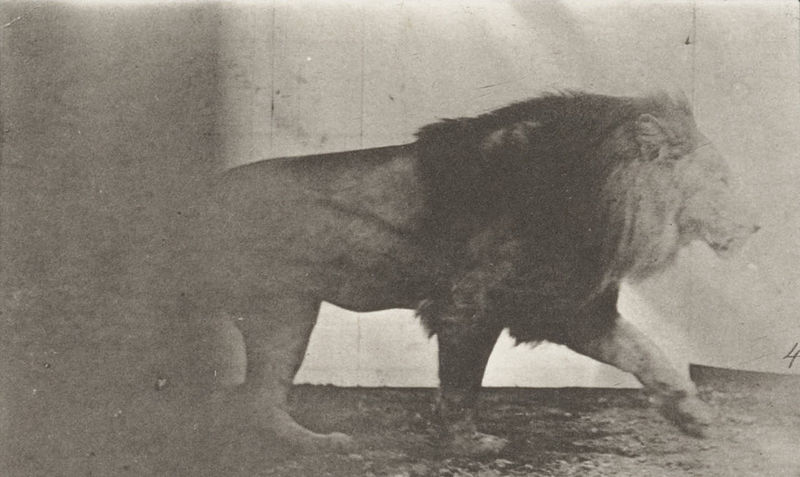 File:Lion walking (rbm-QP301M8-1887-722a~4).jpg