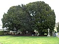 The oldest yew in Wales; at Llangernyw