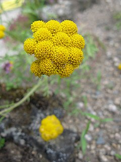 <i>Lonas</i> Genus of flowering plants