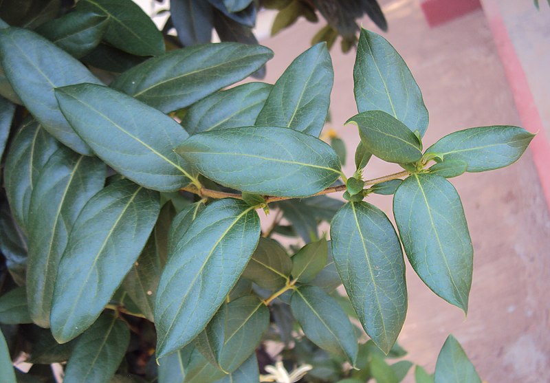 File:Lonicera japonica 07a.JPG