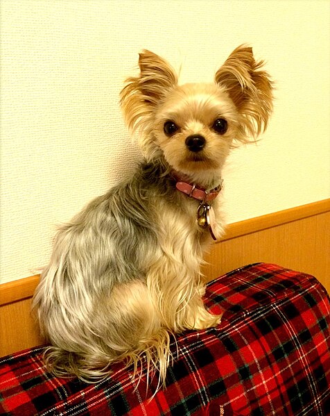 File:Lovely Rita(Yorkie).JPG