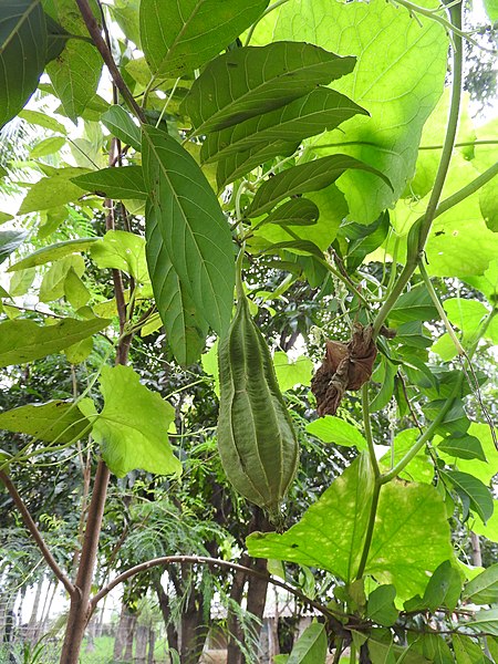 File:Luffa acutangula-3-selvapuram-veerapandy-coimbatore-India.jpg