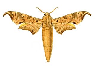 <i>Lycosphingia</i> Genus of moths