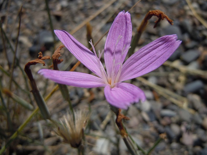 File:Lygodesmia grandiflora dianthopsis (5143749575).jpg