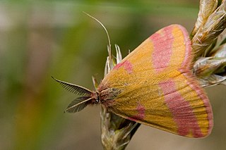 <i>Lythria</i> Genus of moths
