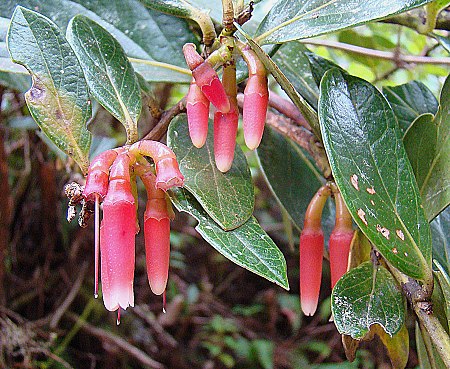 Tập_tin:Macleania_rupestris,_known_as_Chaquilulo_(9703760750).jpg