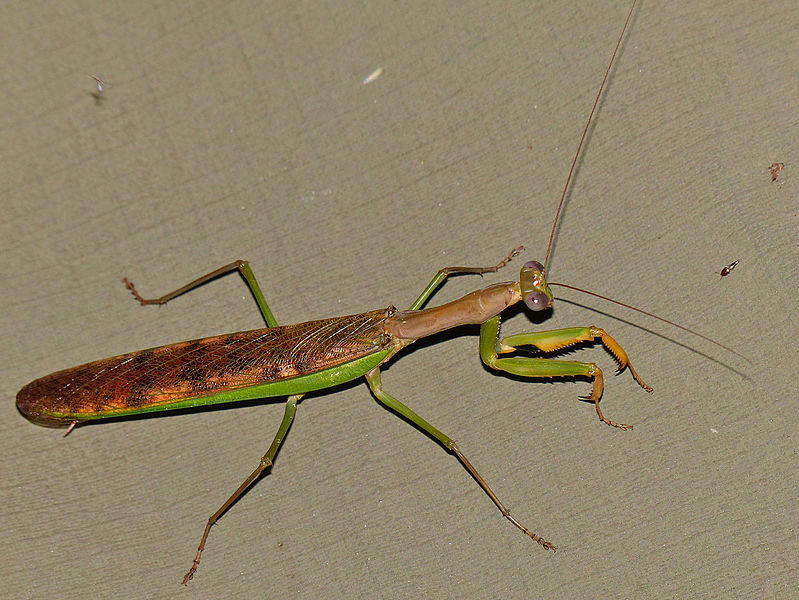 File:Madagascan Marbled Mantis (Polyspilota aeruginosa) (13947159663).jpg