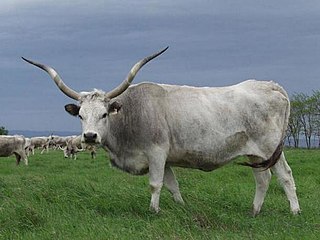 <span class="mw-page-title-main">Hungarian Grey</span> Hungarian breed of cattle