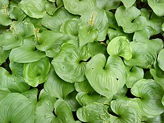 Maianthemum dilatatum