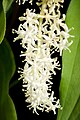 Maianthemum japonicum Tomakomai, Hokkaido, Japan