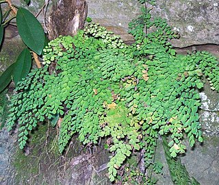 <i>Adiantum aethiopicum</i> Species of plant