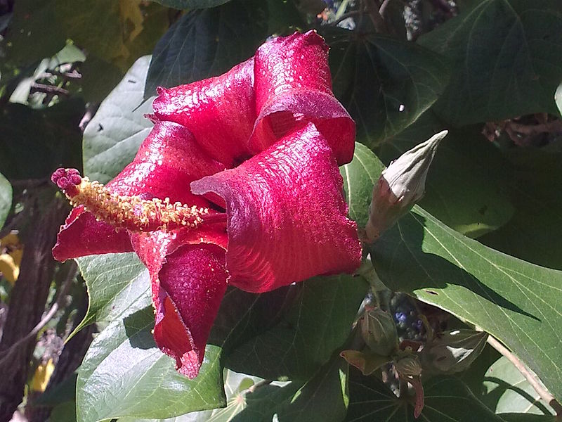 File:Majagua flower closeup.jpg