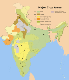 Rice production in India